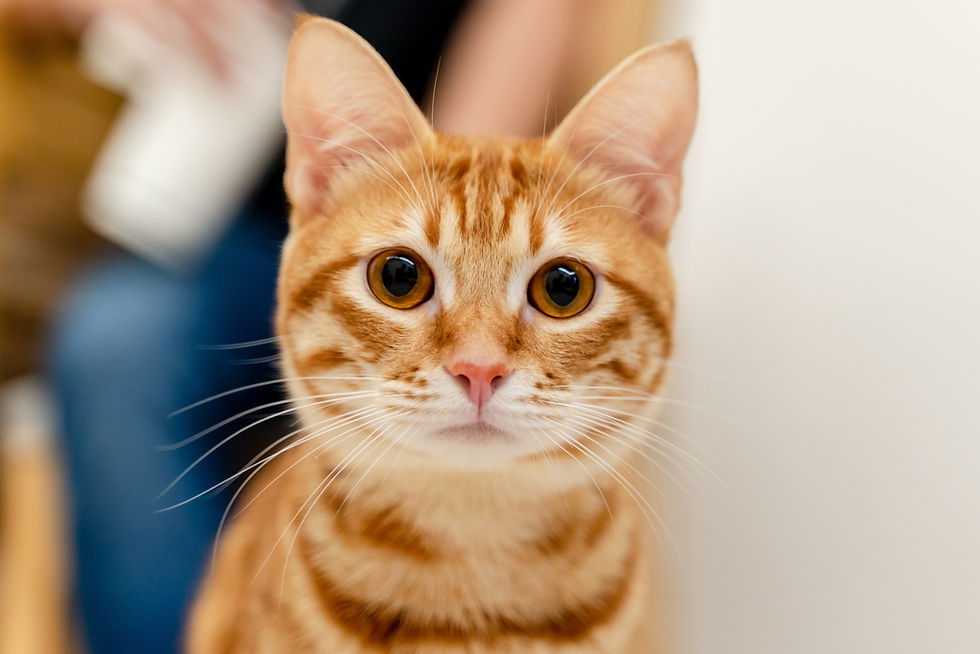Ginger Cat Portrait
