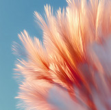 Abstract Feather Shape