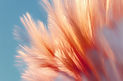 Abstract Feather Shape in shades of blue and reddish orange, abstractly representing gender diversity