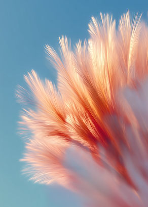 Abstract Feather Shape