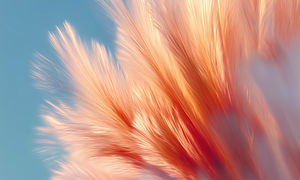 Abstract Feather Shape