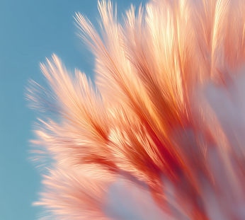 Abstract Feather Shape