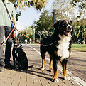 Promeneur de chien