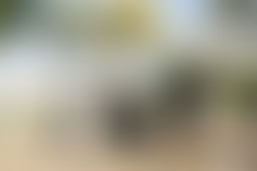 Dog Tip # 1 - Loose Lead