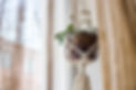 Macrame Plant Hanger