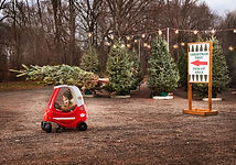 Abholung von Weihnachtsbäumen