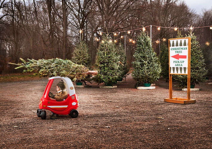 Christmas Tree Pick Up