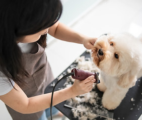 Dog Getting Groomed