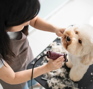 Dog Getting Groomed