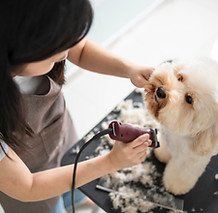 Pet Shop criacao-de-sites-belo-horizonte