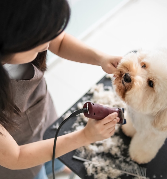 Dog Getting Groomed