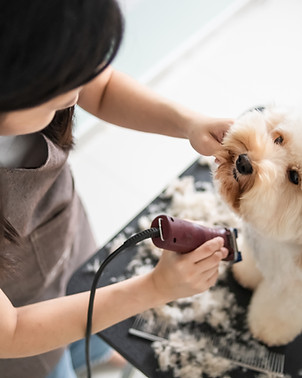 Dog Getting Groomed