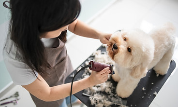 狗梳理