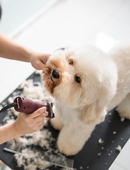 Dog Getting Groomed