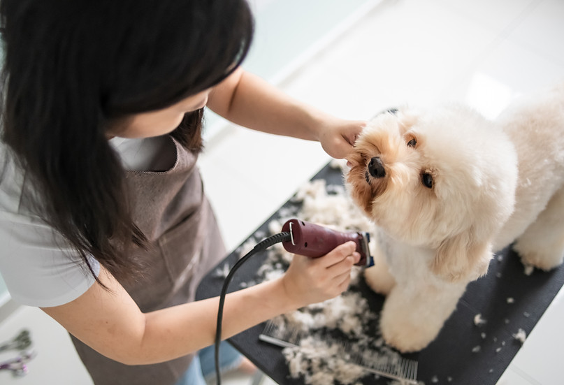 Dog Getting Groomed