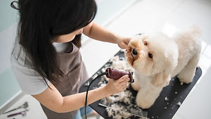 Dog Getting Groomed