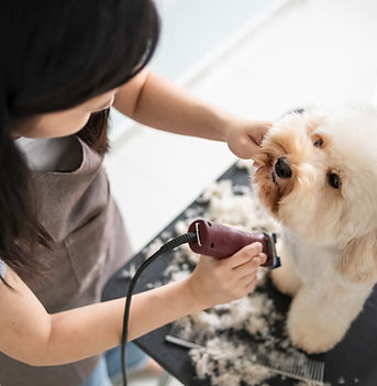 犬のトリミング