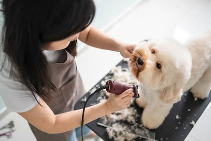 Dog Getting Groomed