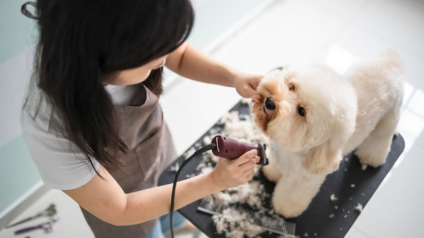 Cão ficando preparado