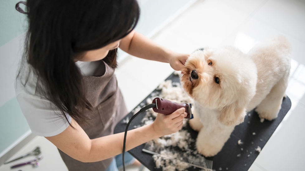 Perro preparándose