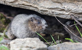 Rodent