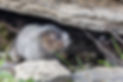 Rodent