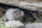 Rodent
