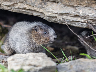 Ganhou o processo, mas a empresa "não tem bens"? Justiça permite cobrar de outras empresas do sócio