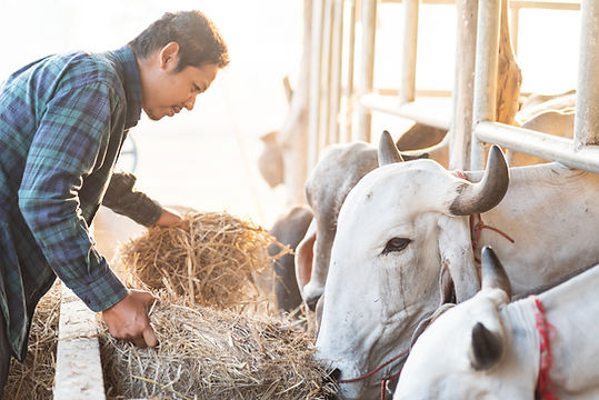 Mężczyzna karmi krowy