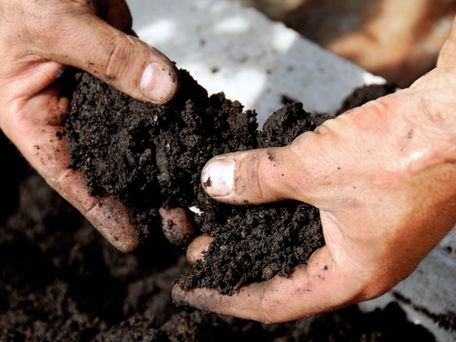 Trädgårdsanläggning och trädgårdsarbete