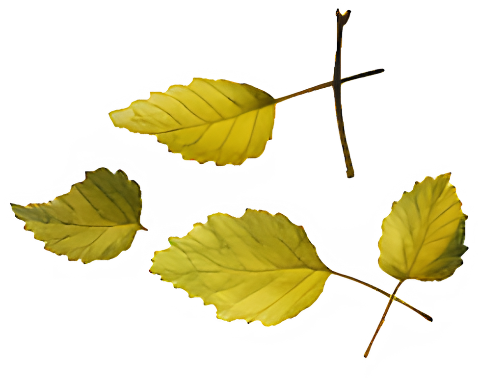 Golden Leaves