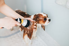 Dog Groomer