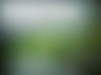 The other side of the frosted glass is green