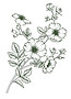 rama de la flor