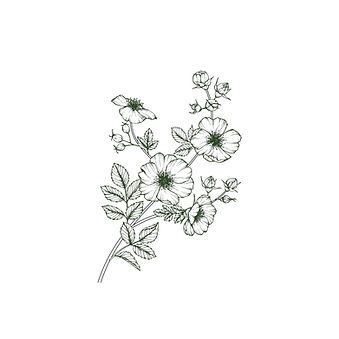 Blume Ast
