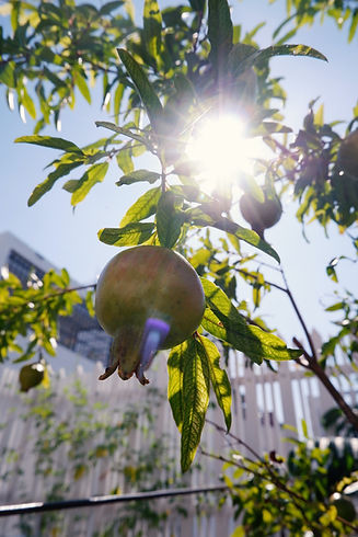 Pomegranate