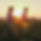 Farmers At Sunset