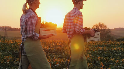 Agricultores cosechando cultivos