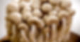 Mushrooms