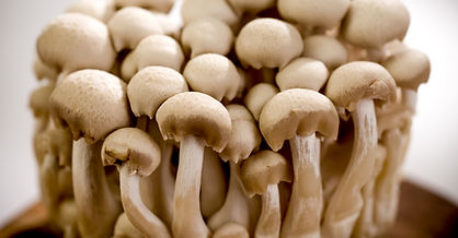 Mushrooms
