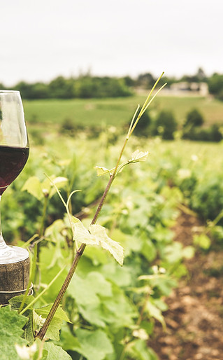 Bicchiere di vino rosso