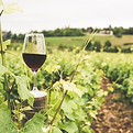 Copo de vinho tinto