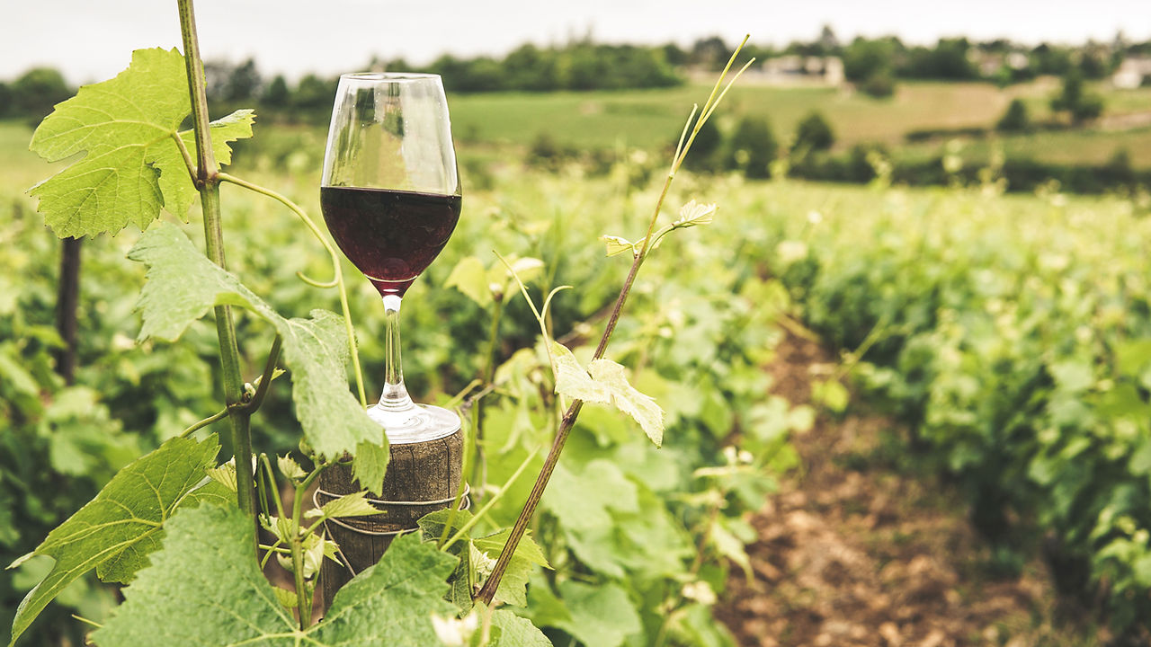 Glass of Red Wine