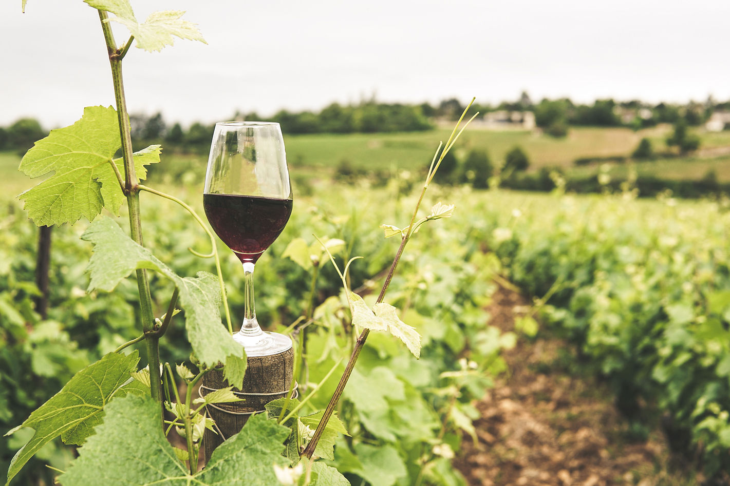 Glass of Red Wine