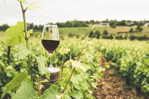 Glass of Red Wine