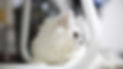White Kitten