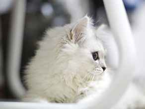 Comment devenir comportementaliste pour chat ?