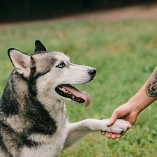 Hund schüttelt Hand
