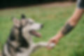 Husky Handshake