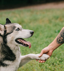 Husky-Händedruck